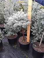 Ялина колюча – Picea pungens Bialobok