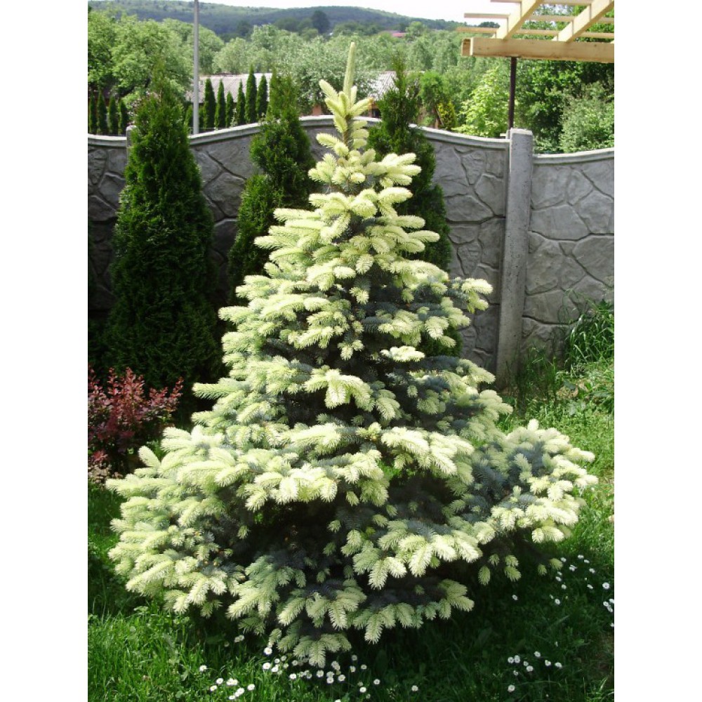 Picea pungens Bialobok Ялина колюча – Picea pungens Bialobok