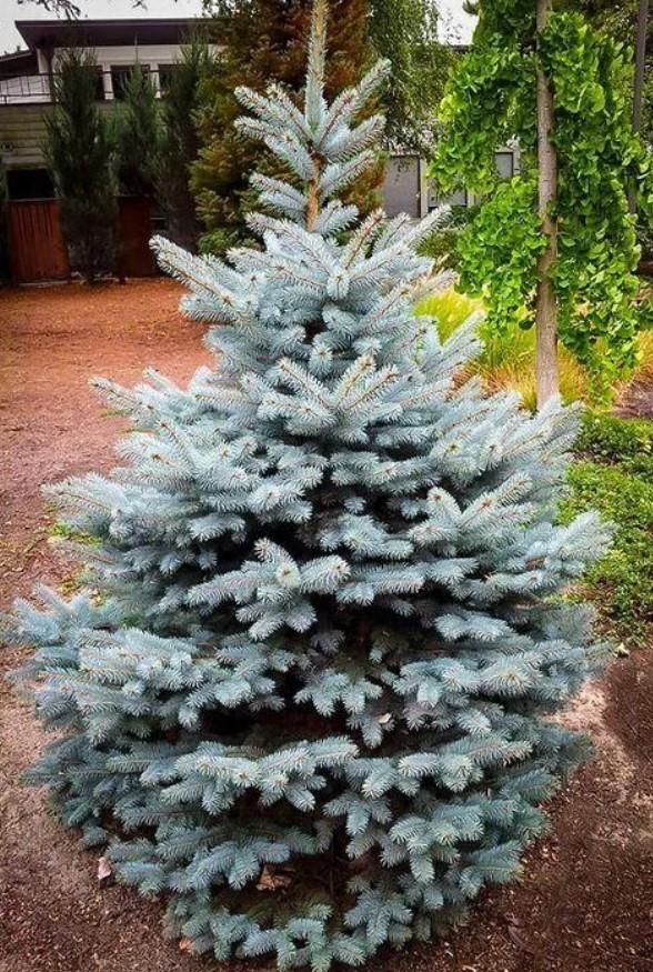 Picea pungens Blue Mountain Ялина колюча – Picea pungens Blue Mountain