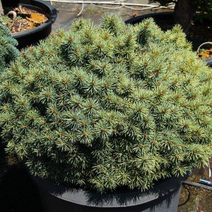 Ялина колюча - Picea pungens Brynek
