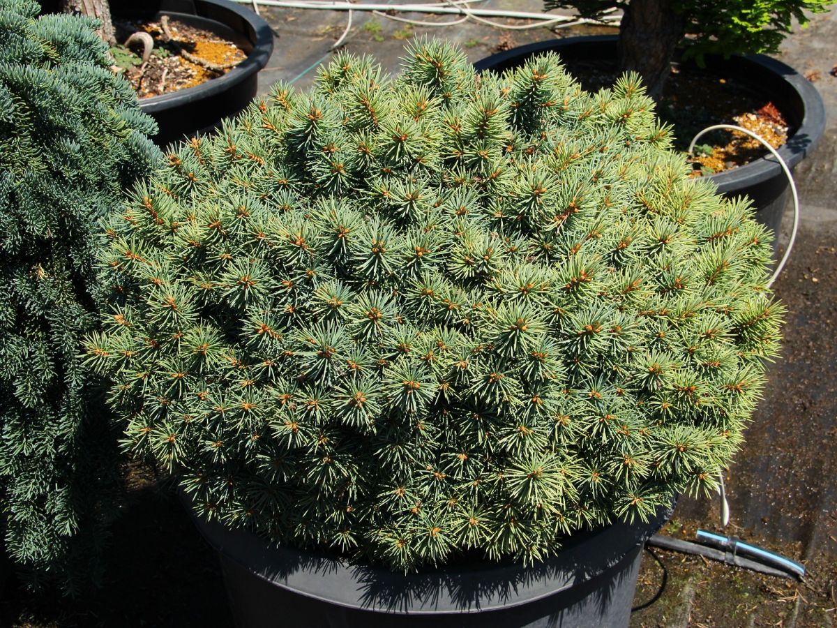 Picea pungens Brynek C12 Ялина колюча - Picea pungens Brynek