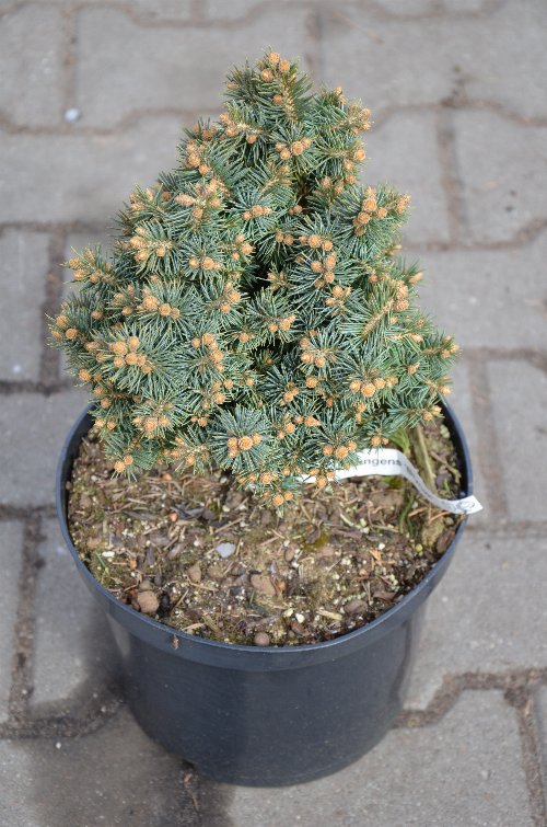 Picea pungens Brynek C5 Ялина колюча - Picea pungens Brynek