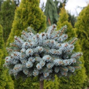 Ялина колюча - Picea pungens Brynek Pa