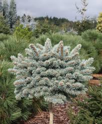 Ялина колюча - Picea pungens Brynek Pa