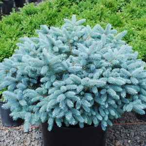 Picea pungens Glauca Globosa C20