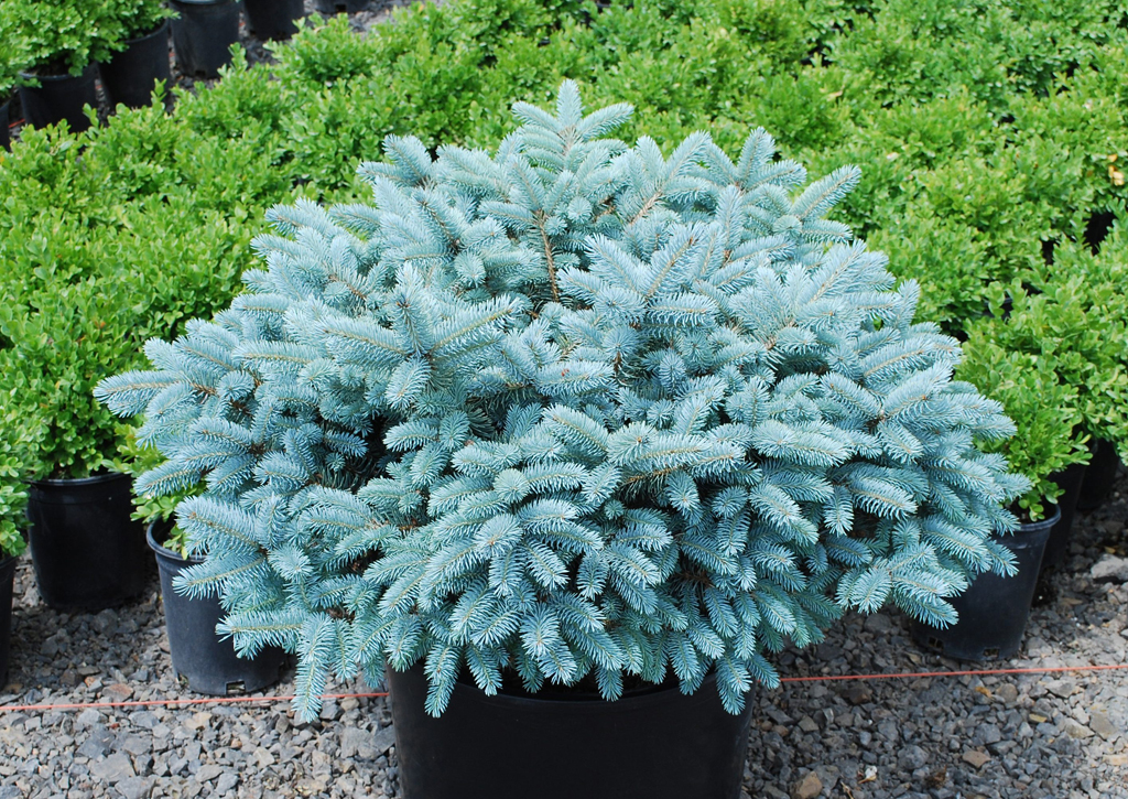 Picea pungens Glauca Globosa C20 Picea pungens Glauca Globosa C20