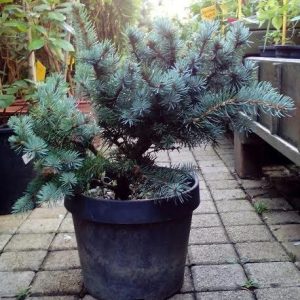 Picea pungens Glauca Globosa C5