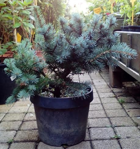 Picea pungens Glauca Globosa C5 Picea pungens Glauca Globosa C5