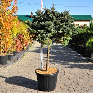 Picea pungens Glauca Globosa Pa