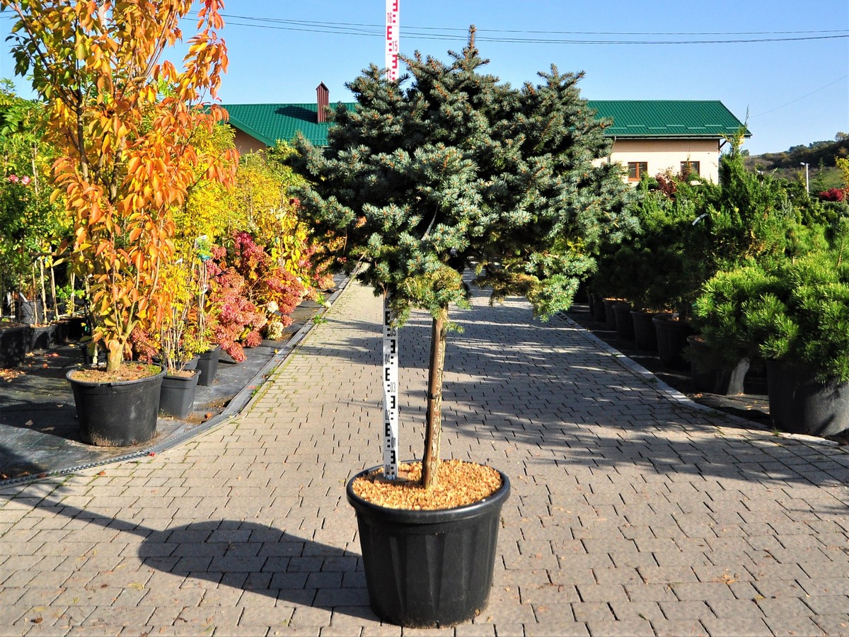 Picea pungens Glauca Globosa Pa Picea pungens Glauca Globosa Pa