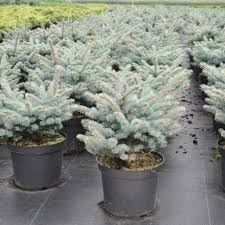 Picea pungens Glauca Globosa