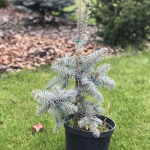 Ялина колюча – Picea pungens Glauca Pendula