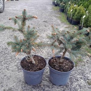 Ялина колюча – Picea pungens Hermann Naue