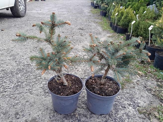 Picea pungens Hermann Naue Ялина колюча – Picea pungens Hermann Naue
