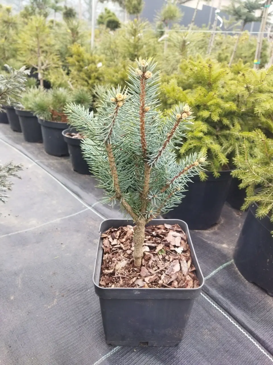 Picea pungens Iseli Fastigiate 2 Picea pungens Iseli Fastigiate 2