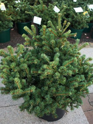 Picea pungens Lucky Strike c20 Picea pungens Lucky Strike c20