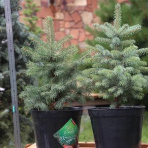 Ялина колюча – Picea pungens Magestic Blue