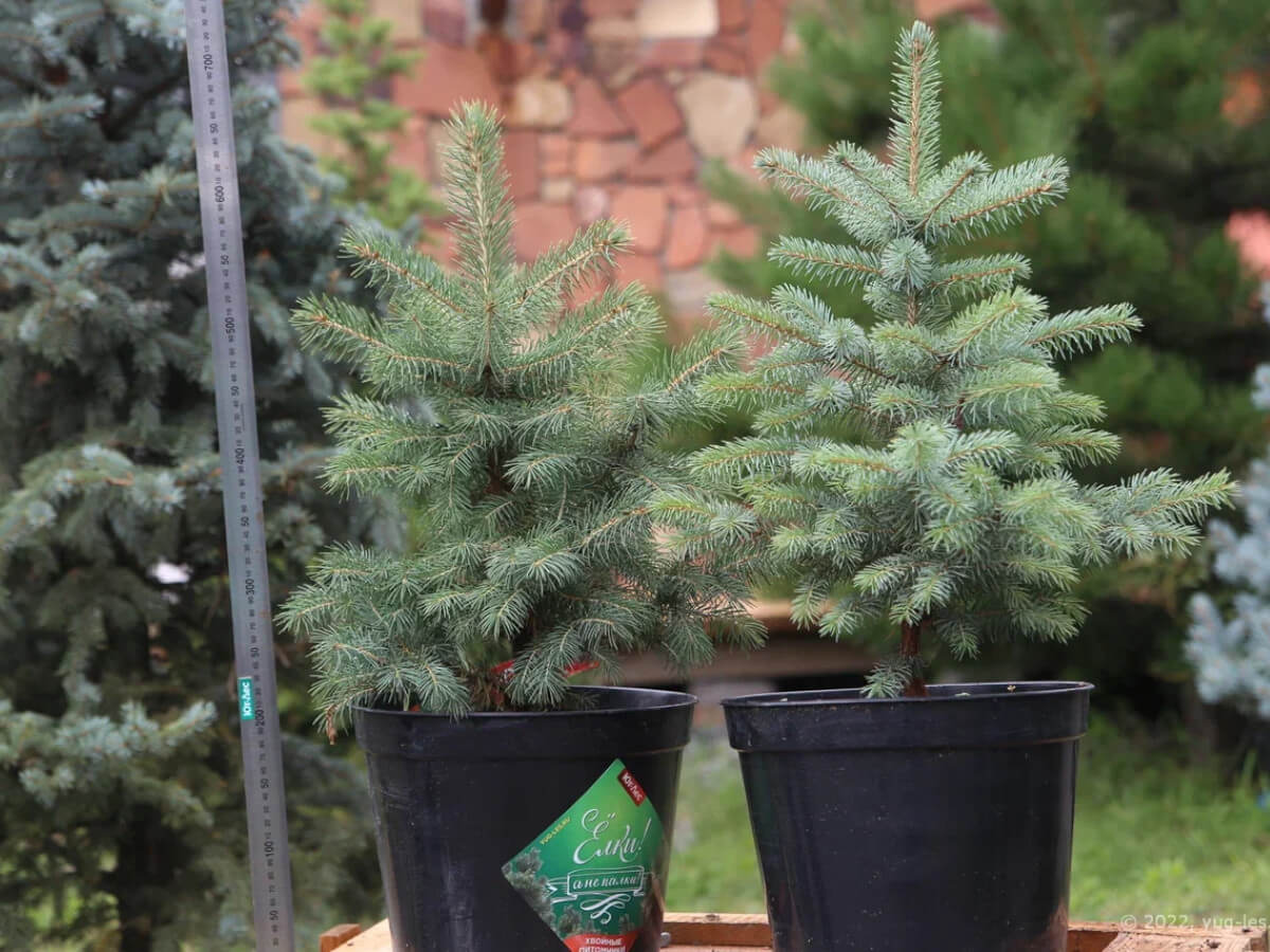 Picea pungens Magestic Blue Ялина колюча – Picea pungens Magestic Blue