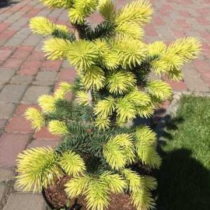 Ялина колюча – Picea pungens Maigold