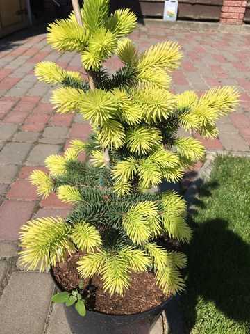 Picea pungens Maigold 2 Ялина колюча – Picea pungens Maigold
