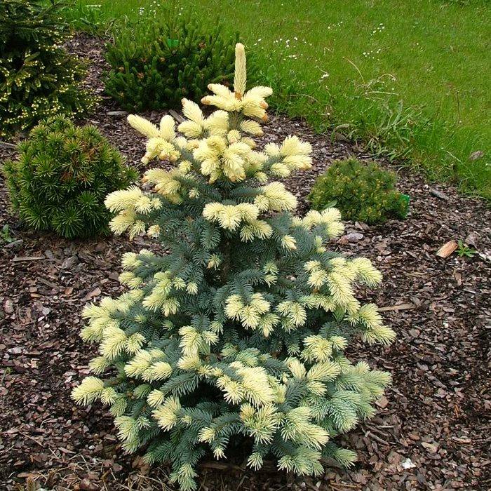 Picea pungens Maigold Ялина колюча – Picea pungens Maigold