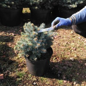 Picea pungens St.Mary s Broom C 5