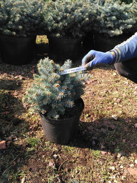 Picea pungens St.Mary s Broom C 5 Picea pungens St.Mary s Broom C 5