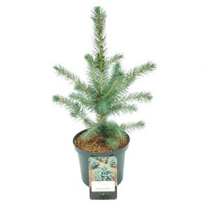 Picea pungens Super Blue Seedling