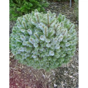 Ялина ситхінська – Picea sitchensis Nana Pa