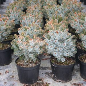 Ялина ситхінська – Picea sitchensis Silverzwerg