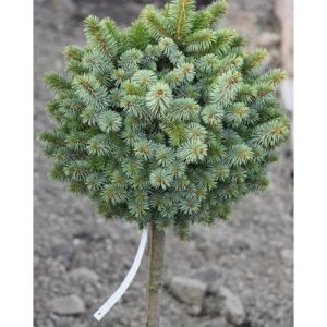 Ялина ситхінська – Picea sitchensis Silverzwerg Pa