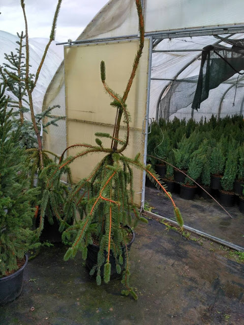 Picea20ab20Virgata.jpg