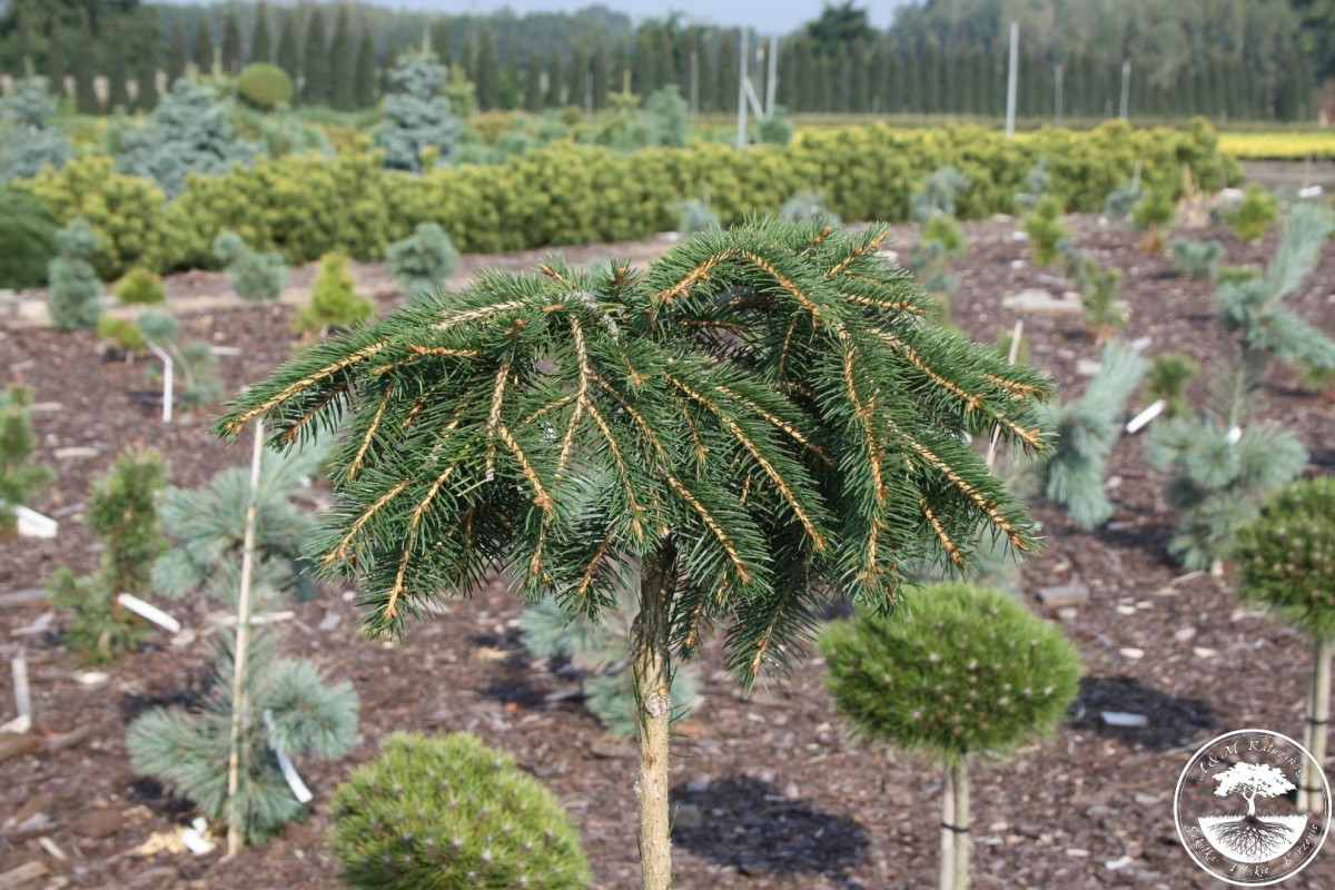 Picea20abies20Formanek20Pa20C10.jpg
