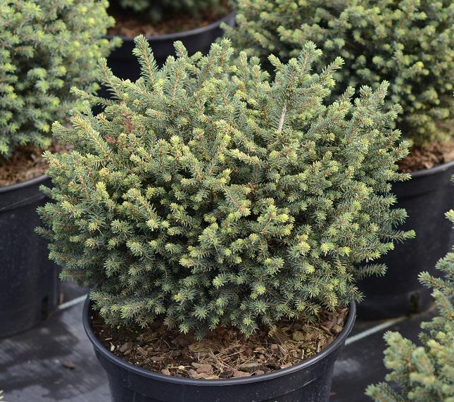 Picea20omorica20karel20C2.jpg