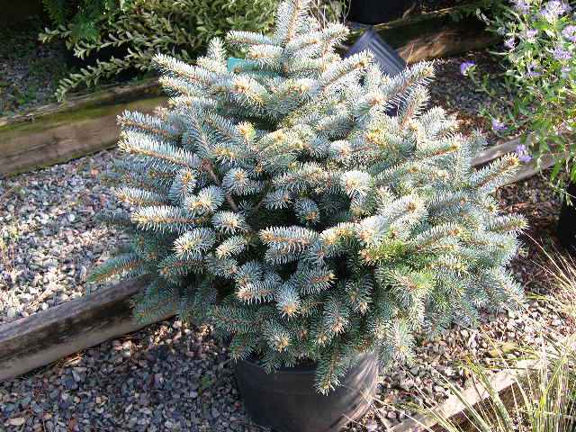 Picea20pungens20Montgomery.jpg