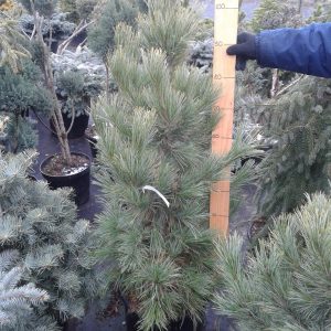 Pinus Cembra