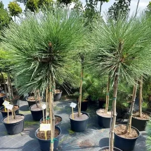 Pinus Jeffreyi Joppi Pa