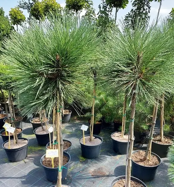 Pinus Jeffreyi Joppi Pa Pinus Jeffreyi Joppi Pa