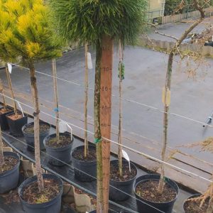 Pinus Nigra Black Prince Pa 1
