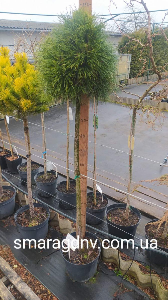 Pinus Nigra Black Prince Pa 1 Pinus Nigra Black Prince Pa 1