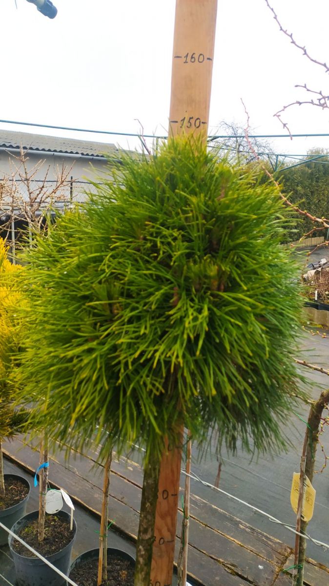 Pinus Nigra Black Prince Pa 2