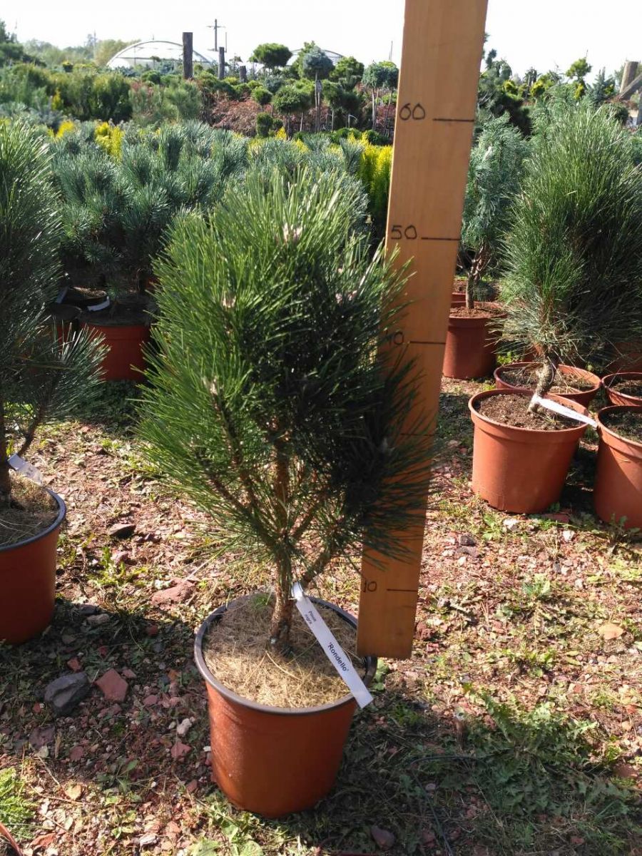 Pinus Nigra Rondello C 5 Pinus Nigra Rondello C 5