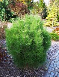 Pinus Nigra Rondello C10