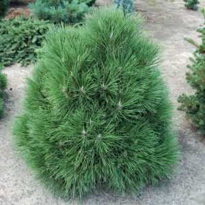 Pinus Nigra Spilberg C 12