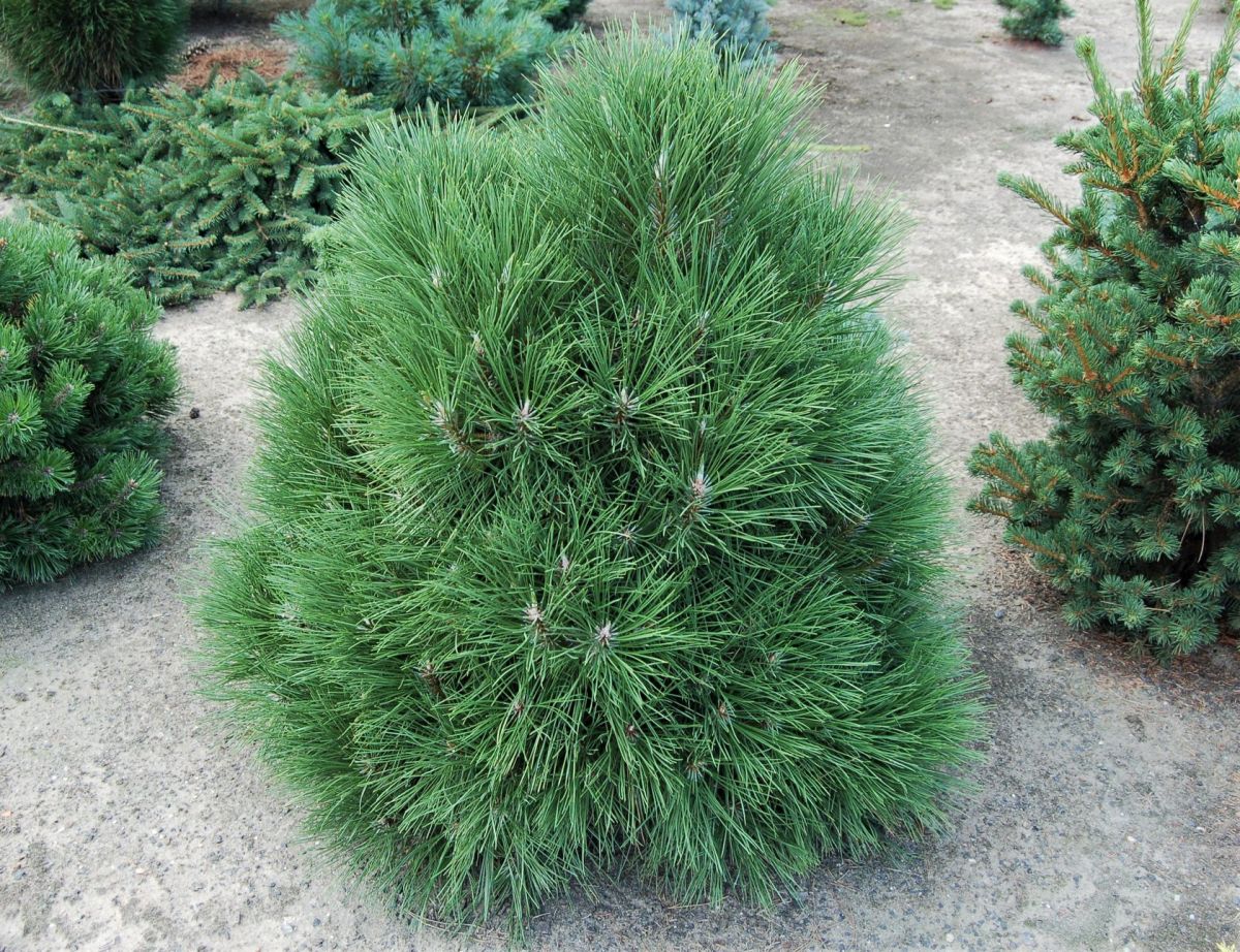 Pinus Nigra Spilberg C 12 Pinus Nigra Spilberg C 12