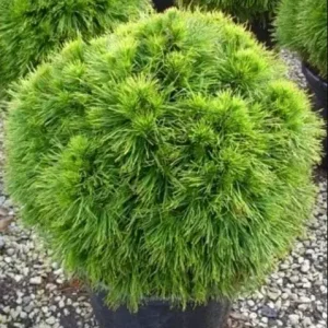Pinus Nigra Spilberg C 15