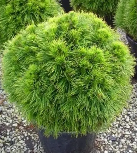 Pinus Nigra Spilberg C 15 Pinus Nigra Spilberg C 15