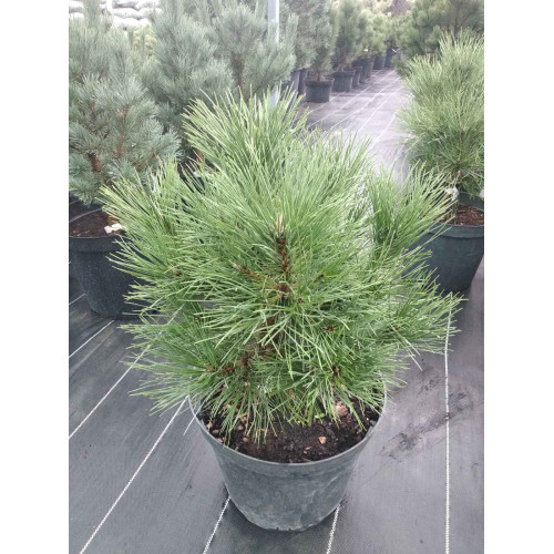 Pinus Nigra Spilberg C 7.5 Pinus Nigra Spilberg C 7.5