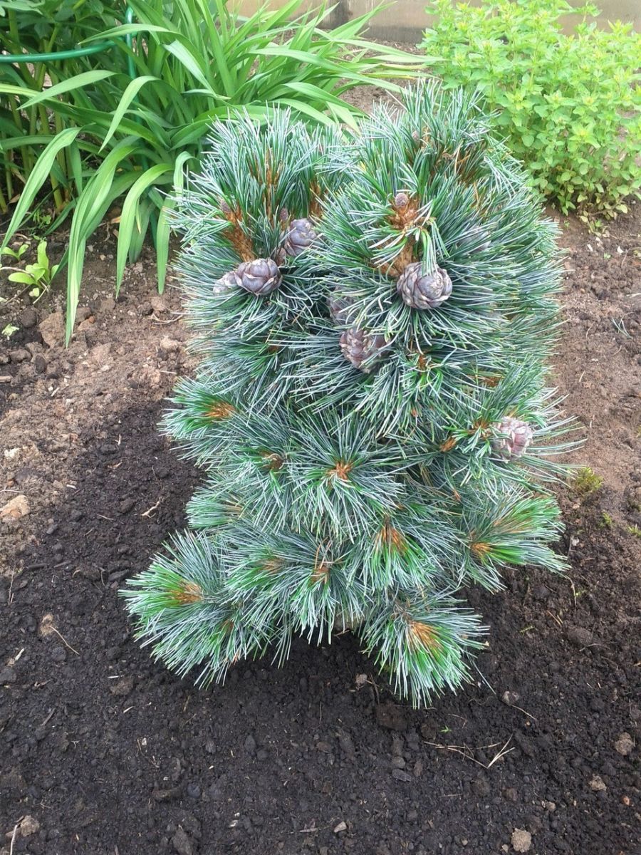 Pinus cembra Glauka Pinus cembra Glauka