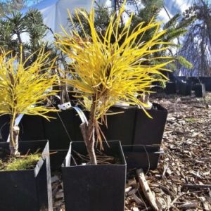 Pinus contorta Chief Joseph